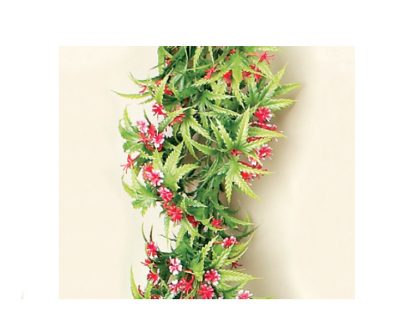 Flor de viña