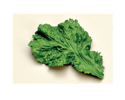 Hoja lechuga