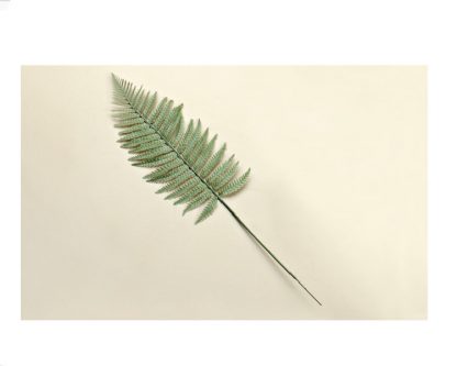 Hoja helecho silvestre